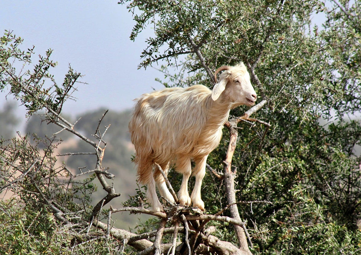 The Cultural Significance of Argan Oil